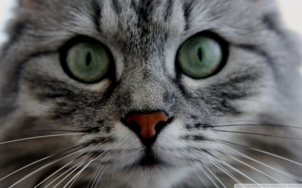 cat_close_up_2-wallpaper-960x600.jpg