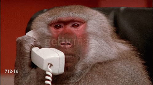 baboon-phone.gif
