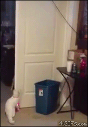 tumblr_mdaw25TOMF1qdlh1io1_250.gif