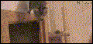 jWv9N.gif