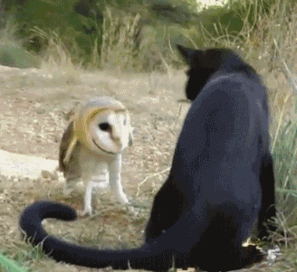rwtF8.gif