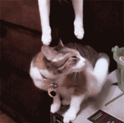 86qfwB4.gif