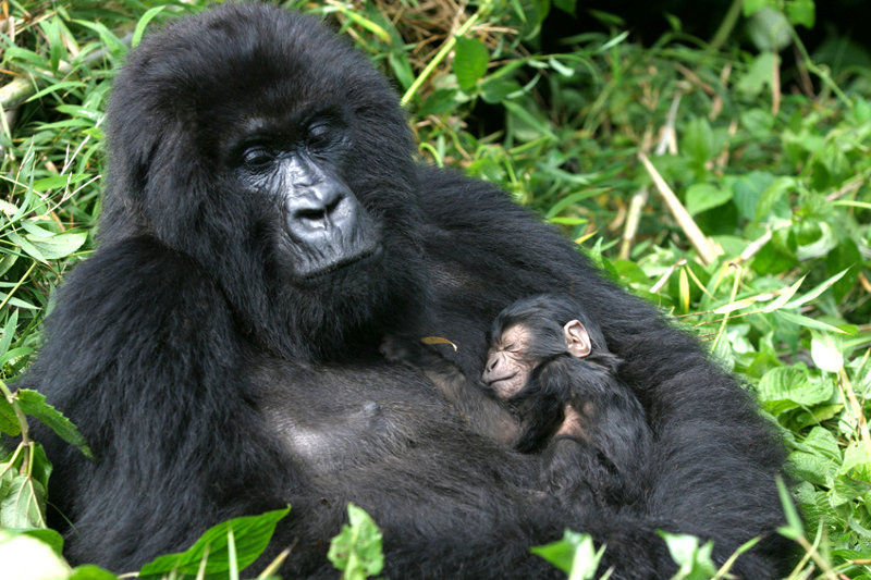 10_berggorillababy_800.jpg