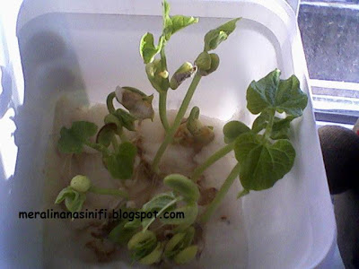 pamukta fasulye yetistirmek sdn forum