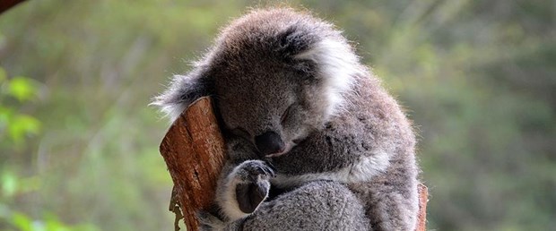 iklim-degisikligi-koalalari-riske-atiyor,QTaWjXDHvk-8LU5CPtl5Mw.jpg