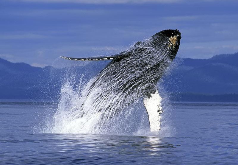 whales_09.jpg