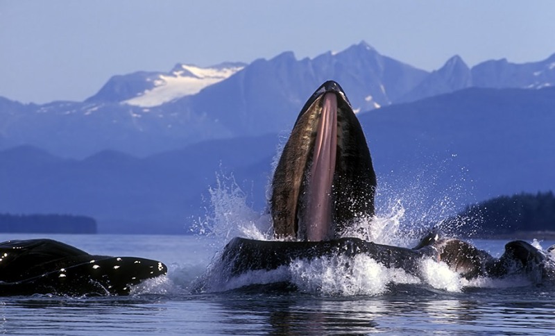 whales_10.jpg