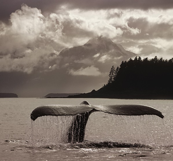 whales_11.jpg