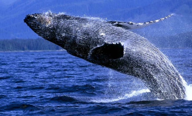 whales_21.jpg