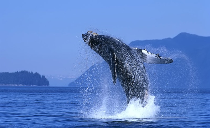 whales_23.jpg