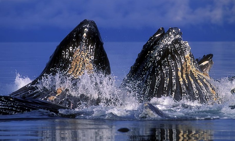 whales_27.jpg