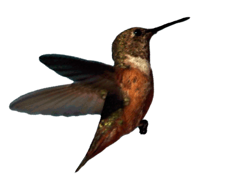 hummingbird_lite_by_luisbc-d5tmbp8.gif