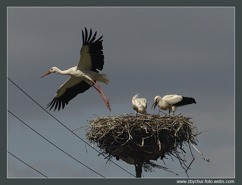 After_feeding_by_Tragopogon.jpg