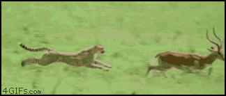 Cheetah-chases-gazelle.gif