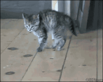 Kitten-bounces.gif