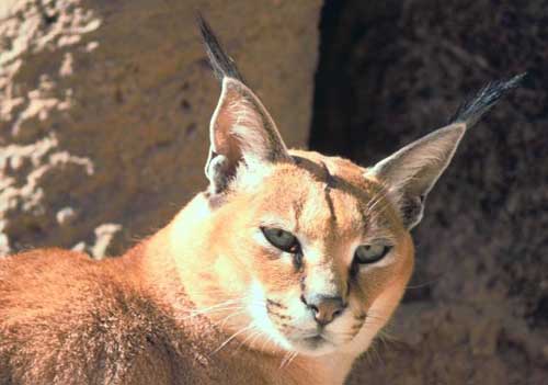 Caracal.jpg