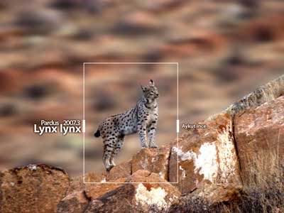 Pardus-lynx-lynx.jpg