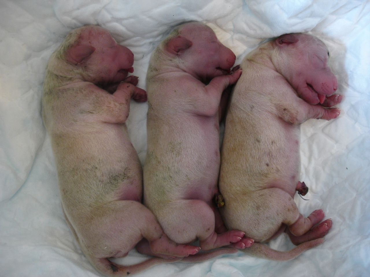 Golden_Retriever_pups_newborn.jpg