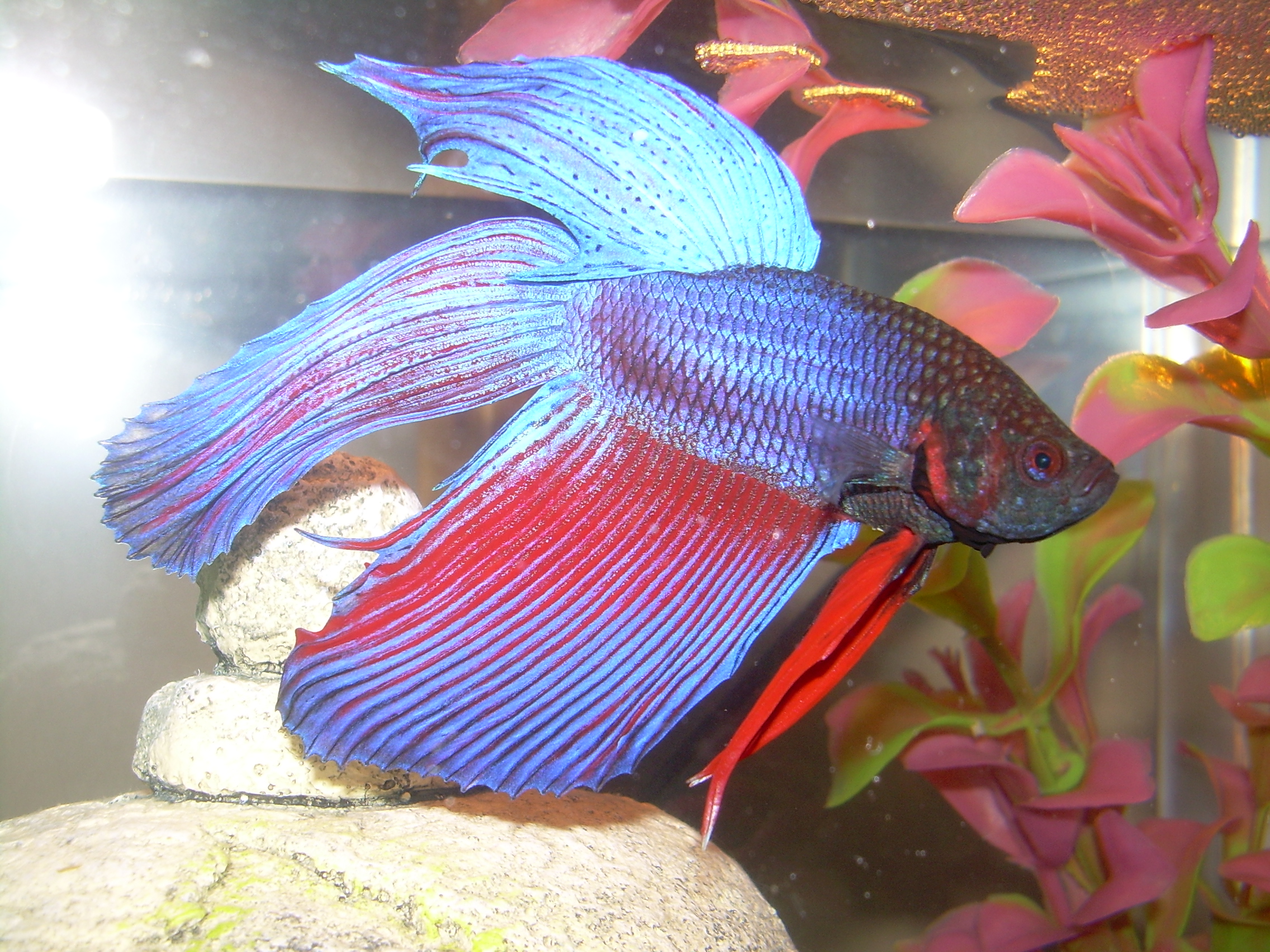 Betta_splendens02.JPG