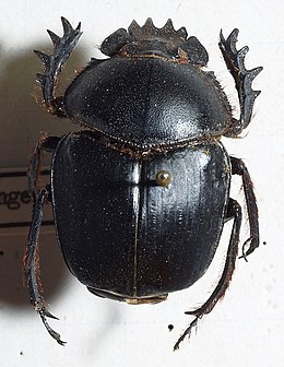 260px-Scarabaeus.gangeticus.jpg