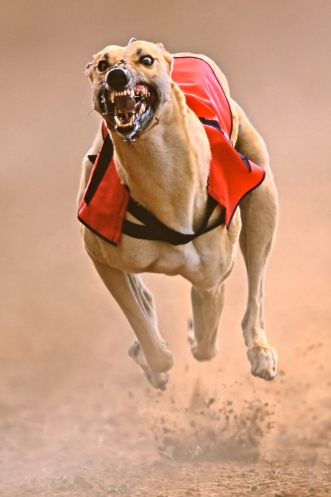 3995-2-Sprinting%20greyhound.jpg