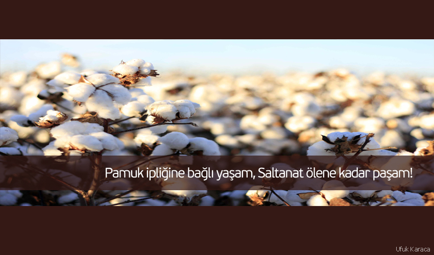 pamuk-ipligi-saltanat.jpg