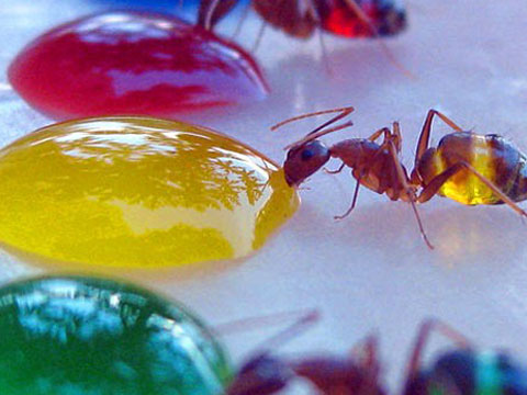 ants-620_1964824ison.jpg