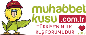 www.muhabbetkusu.com.tr