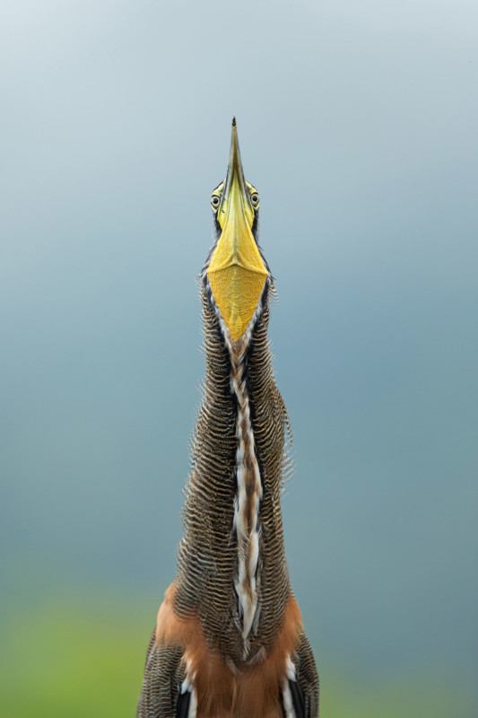 web_003_Amateur_01_Bare-throated-Tiger-Heron_Gail-Bisson_Bare-throatedTigerHeron_HighRes-533x800.jpg