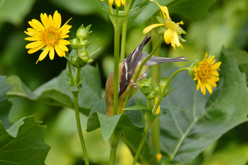 web_005_PfB_01_American-Goldfinch_Travis-Bonovsky_AmericanGoldfinch_PlantsForBirds_high-res-800x533.jpg