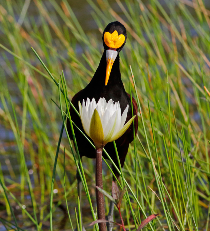 web_009_Youth_01_Northern-Jacana-_Vayun-Tiwari_jacana_youth_high-res-729x800.jpg