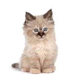 Kitten image