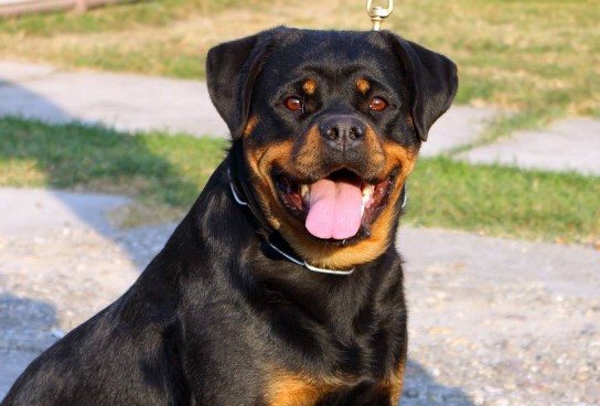 079f2-rottweiler.jpg