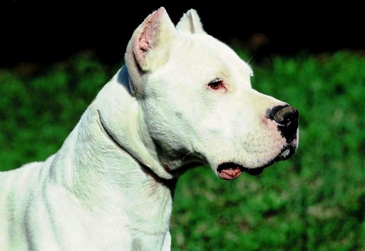 91371-dogo.jpg