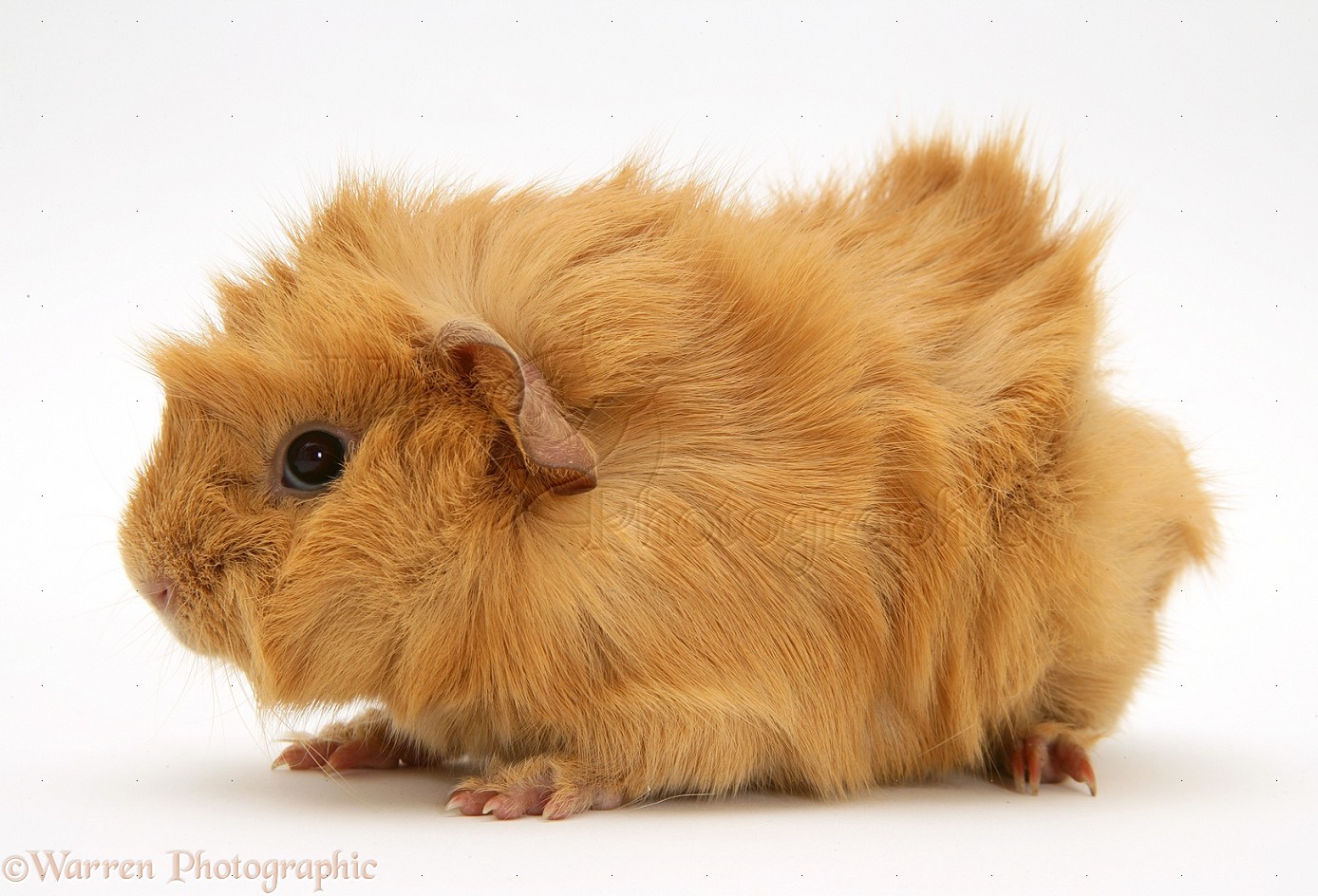 15182-Red-Abyssinian-Guinea-pig-white-background.jpg